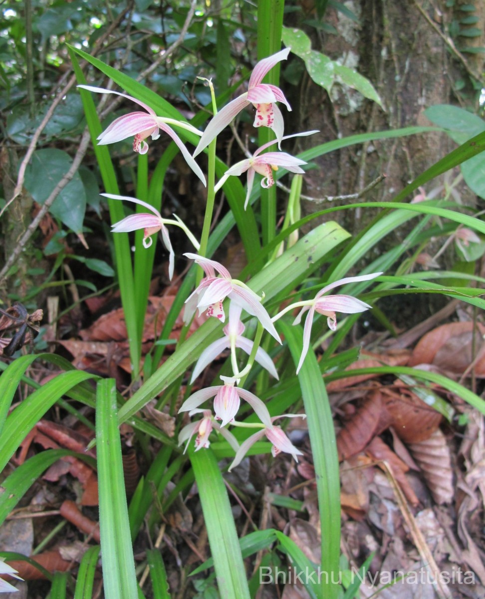 Cymbidium haematodes Lindl.